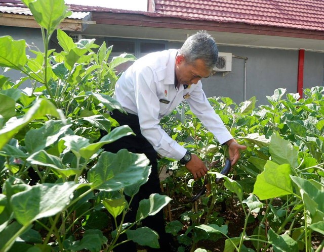 Karutan melakukan panen tanaman sayuran jenis terong