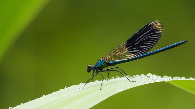 Ilustrasi Capung Berkembang Biak dengan Cara, Foto: pexels/Pixabay