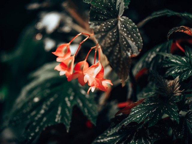 Ilustrasi media tanam begonia. Sumber: Egor Komarov/pexels.com