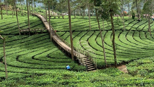 Kebun Teh Panama (Sumber : Pribadi 11/4/2023)