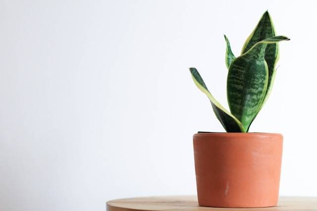 Ilustrasi cara merawat sansevieria, sumber foto: unsplash.com/Kara Eads