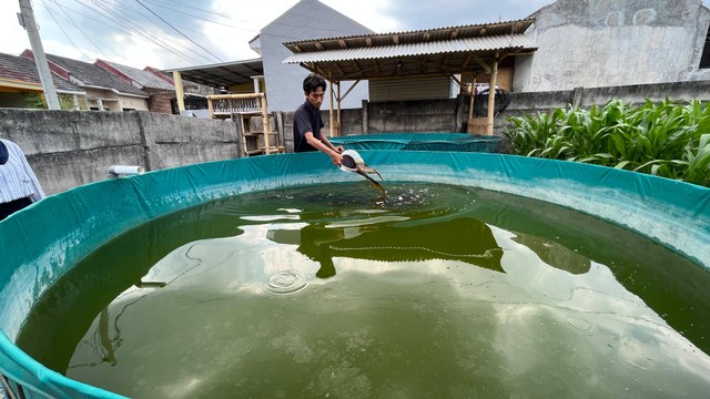 Proses pemberian probiotik untuk memanfaatkan kotoran menjadi pangan ikan Lele (Sumber : Humas Unmuh Jember).