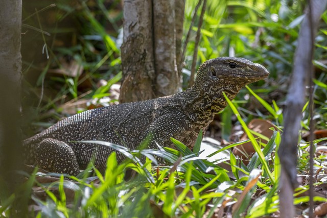 Ilustrasi biawak. Foto: Pexels