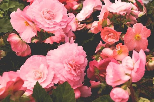 Ilustrasi Cara Merawat Begonia. Foto: dok. Unsplash/Irina Grotkjaer