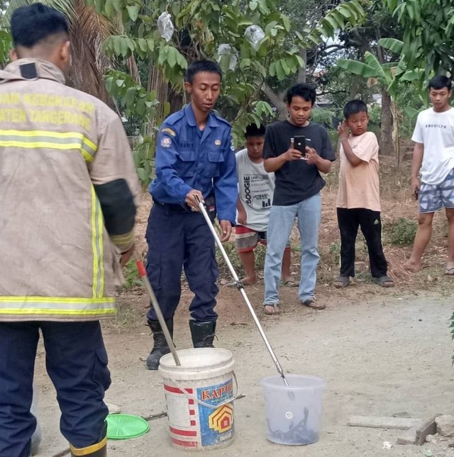 Saat petugas menangkap ular-ular kobra itu. Foto: Dok. Istimewa