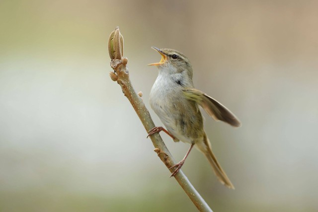 Ilustrasi burung uguisu asal Jepang. Foto: Shutterstock