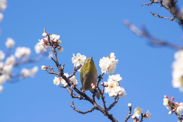 Ilustrasi burung kenari. Foto: Shutterstock