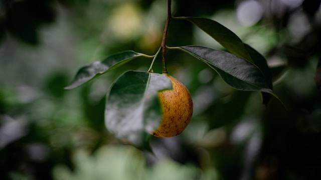 Ilustrasi Cara Budidaya Buah Pala. Foto: dok. Unsplash/Sandy Galabada