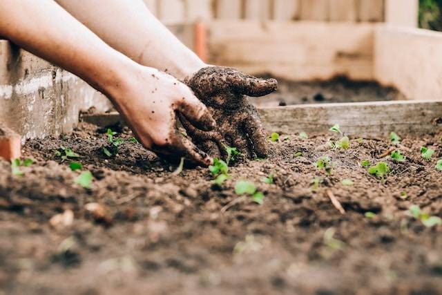 Ilustrasi Cara Menanam Bengkuang di Polybag. Foto: dok. Unsplash/Sandie Clarke