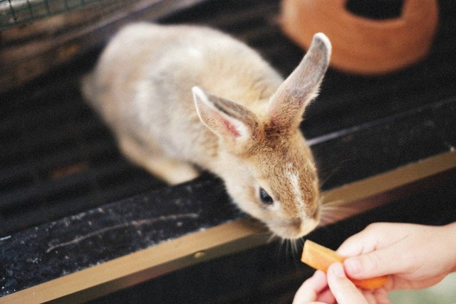 Ilustrasi cara merawat kelinci yang baru dibeli. Sumber: Alexey Demidov/pexels.com