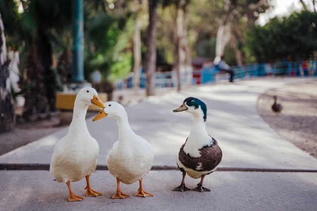 Ilustrasi Angsa Berkembang Biak dengan Cara. Unsplash/Joshua Michel.