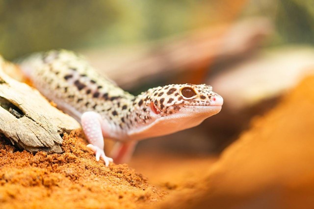 ilustrasi Leopard Gecko (Pixabay)