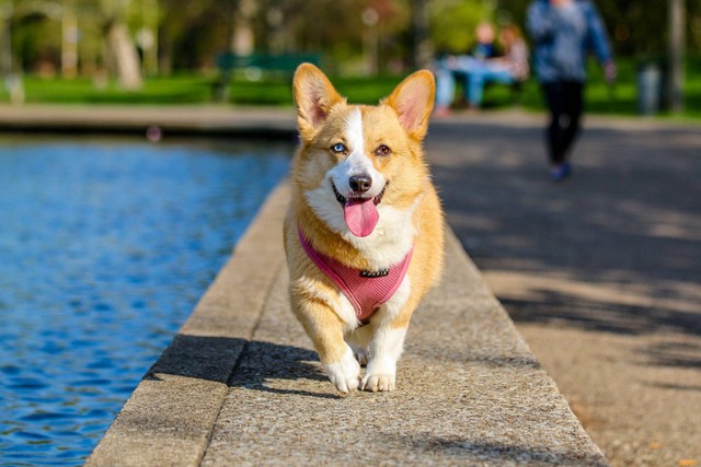 Ilustrasi rekomendasi nama anjing jantan lucu. Sumber: muhannad alatawi/pexels.com