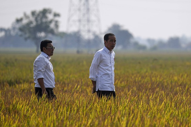Presiden Joko Widodo (kanan) didampingi Plt Menteri Pertanian Arief Prasetyo Adi melihat tanaman padi yang akan dipanen di area persawahan Kelompok Tani Mukti Tani IV, Desa Ciasem Girang, Ciasem, Subang, Jawa Barat, Minggu (8/10/2023). Foto: Sigid Kurniawan/ANTARA FOTO