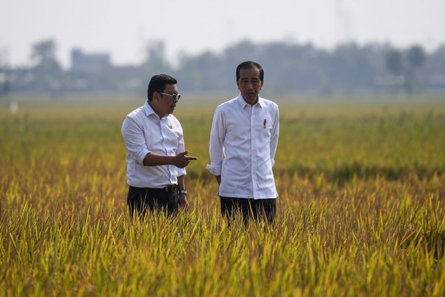 Presiden Joko Widodo (kanan) didampingi Plt Menteri Pertanian Arief Prasetyo Adi melihat tanaman padi yang akan dipanen di area persawahan Kelompok Tani Mukti Tani IV, Desa Ciasem Girang, Ciasem, Subang, Jawa Barat, Minggu (8/10/2023). Foto: Sigid Kurniawan/ANTARA FOTO