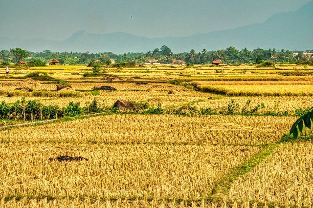 Ilustrasi Lahan Pertanian Padi Yang Kekeringan. Foto: Pexels/TomFisk