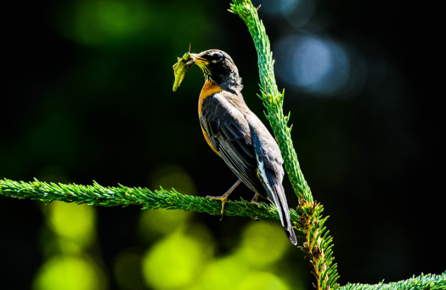 Ilustrasi perbedaan jaring-jaring makanan dan piramida makanan. Sumber foto: pixabay/CUONG_ART