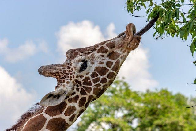 Ilustrasi pengertian piramida makanan. Foto: Unsplash