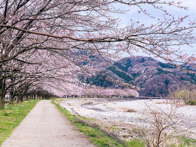 Ilustrasi bunga sakura. Foto: Unsplash