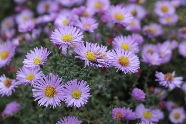 Ilustrasi bunga aster. Foto: Pexels