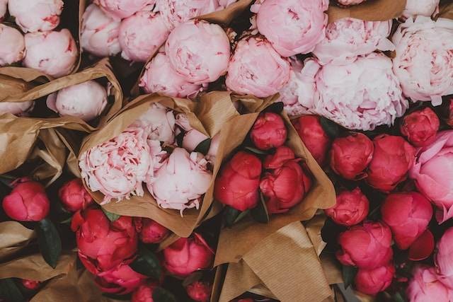 Ilustrasi arti bunga peony berdasarkan warnanya. Foto: Unsplash. 