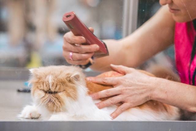 Ilustrasi cara grooming kucing di rumah, sumber foto: unsplash.com/Reba Spike