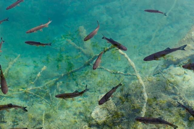 Ilustrasi makanan ikan channa yang masih kecil, sumber foto: unsplash.com/Deniz Fuchidzhiev