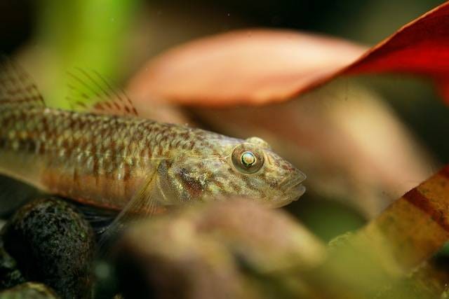 Ilustrasi Masa Panen Ikan Betutu. Foto: dok. Unsplash/ Maojin Lang