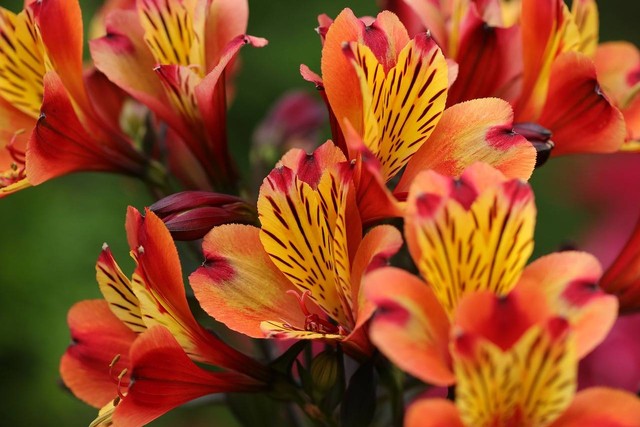 Ilustrasi bunga alstroemeria. Foto: Pixabay