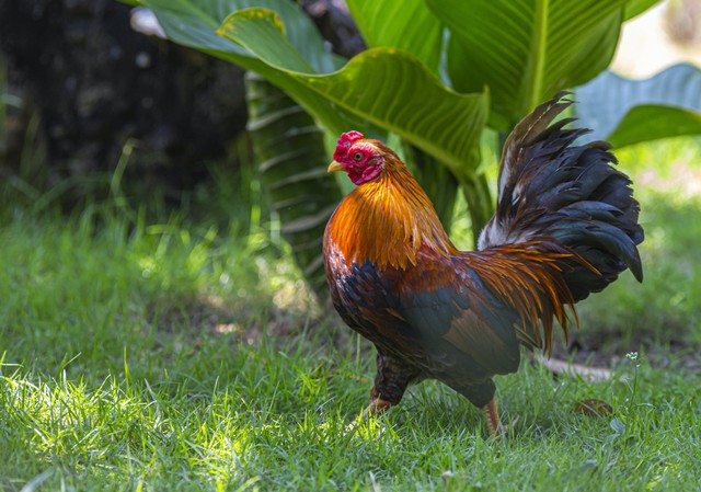 3 Cara Membuat Tenaga Ayam. Foto:Pexels/Erik Karits.