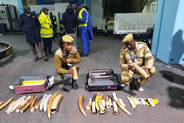 WNI ditangkap di Kenya karena mencoba menyelundupkan gading gajah, Selasa (10/10/2023). Foto: Kenya Airports