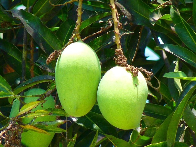 Ilustrasi pohon mangga. Sumber foto: Pixabay
