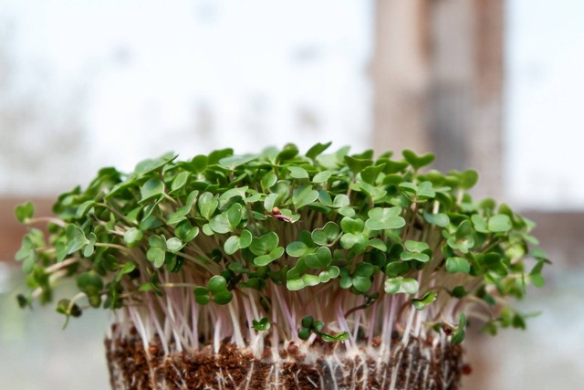 Ilustrasi microgreen. Sumber foto: Unsplash