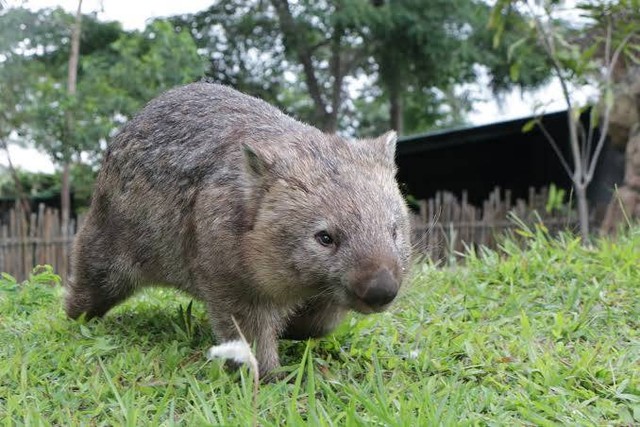 Wombat.