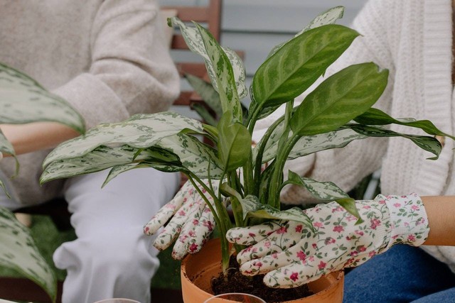 Ilustrasi cara menanam aglaonema tiara. Sumber: cottonbro studio/pexels.com