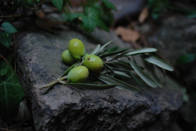 Ilustrasi warna olive. Foto: Unsplash