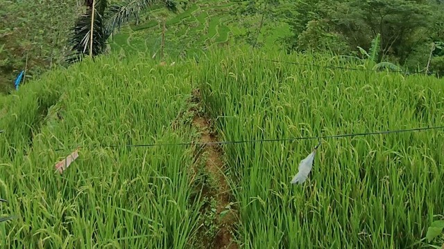 Padi telah menjadi bagian integral dalam budaya dan sejarah banyak masyarakat di seluruh dunia. Pertanian padi juga telah memainkan peran penting dalam perekonomian banyak negara, dan produksi dan distribusi padi menjadi subjek kebijakan pertanian yang cermat. Sumber gambar : Dokumentasi pribadi 