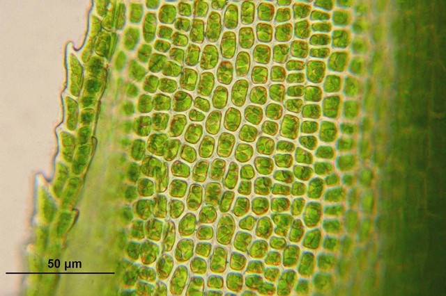 Ilustrasi Jaringan Epidermis Berfungsi untuk. Sumber: Pixabay/WikimediaImages