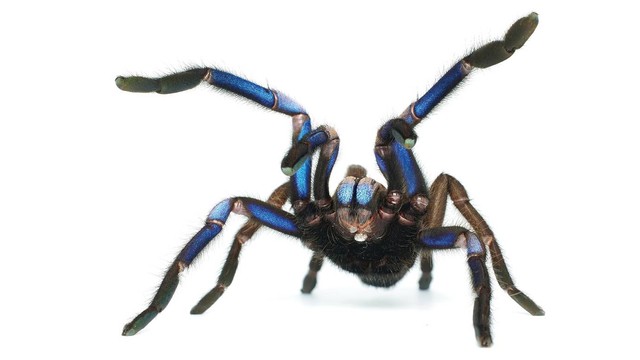Spesies baru tarantula biru elektrik, Chilobrachys natanicharum. Foto: Chomphuphuang et al 2023/ZooKeys