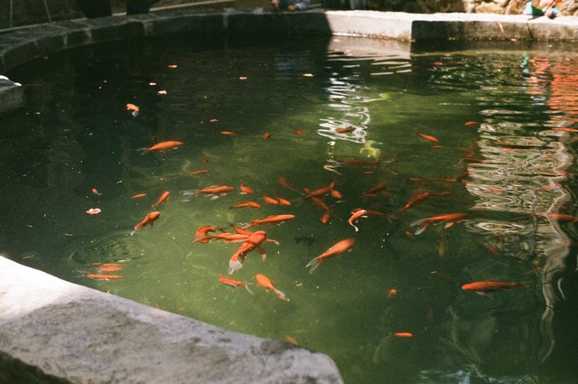 Ilustrasi kolam air deras. Sumber foto: Pexels