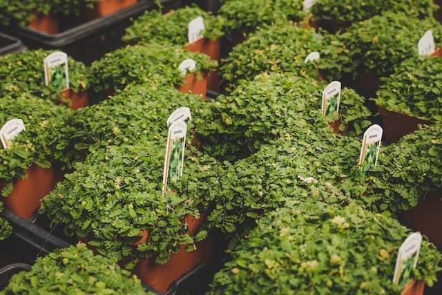 Ilustrasi Perbedaan Rumput Pakchong dan Rumput Gajah. Foto: dok. Unsplash/Rachel Clark