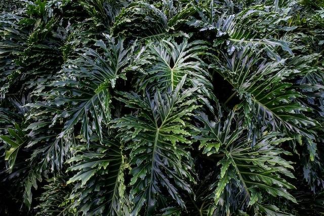 Ilustrasi Cara Budidaya Philodendron Jari. Foto: dok. Unsplash/David Clode