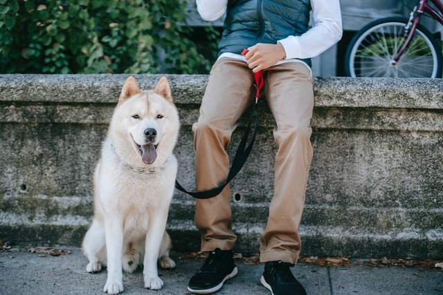 Ilustrasi hachiko jenis anjing apa. Sumber: Zen Chung/pexels.com