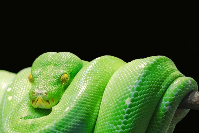 Ilustrasi contoh hewan yang berkembang biak dengan cara ovovivipar. Pexels/Nandhi