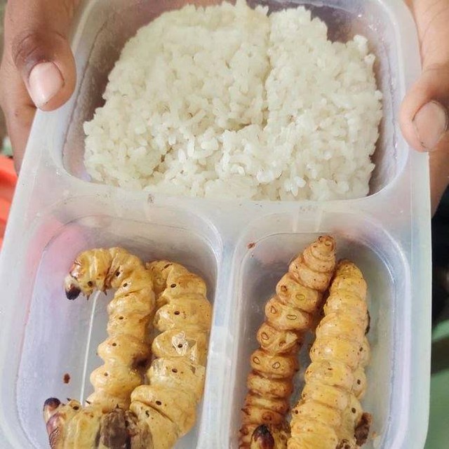 Bekal nasi dengan lauk ulat sagu milik siswa SD di Lamongan. Foto: Istimewa