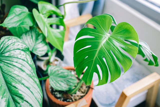 Ilustrasi : Philodendron yang Tidak Merambat. Sumber :Huy Phan/Pexels.com