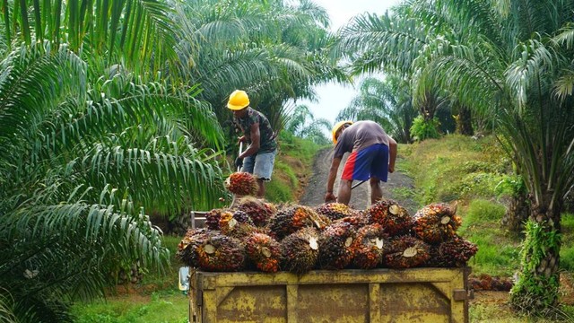 Ilustrasi kelapa sawit. Foto: Shutter Stock