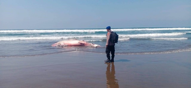 Penemuan hiu paus di Jembrana, Bali - IST
