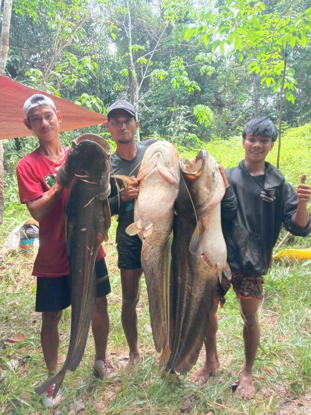 Warga Sebilit Kapuas Hulu mendapatkan ikan tapah setinggi pria dewasa. Foto: Dok Hi!Pontianak