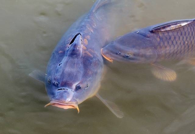 Ilustrasi panduan pembenihan ikan mas. Foto: Ralph/Pixabay